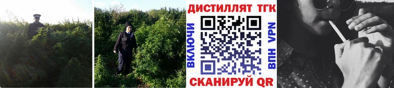 Купить закладки  Макаров  Дистиллят ТГК вейп 
